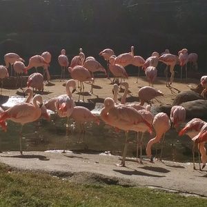 Meet your Posher, Alga